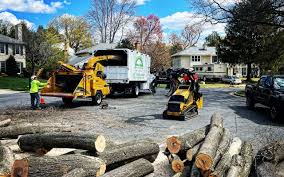 Best Leaf Removal  in San Carlos, AZ