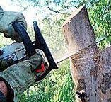 Trusted San Carlos, AZ Tree Care Experts