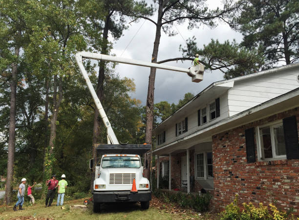 Best Tree Preservation Services  in San Carlos, AZ