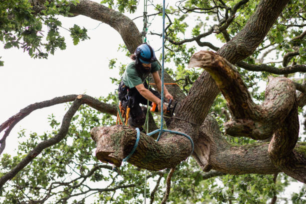 Best Fruit Tree Pruning  in San Carlos, AZ