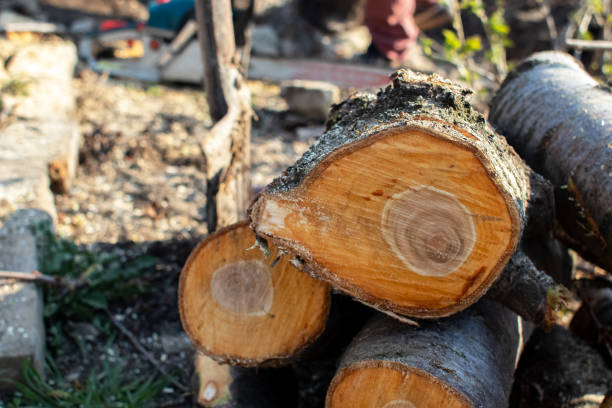 Tree and Shrub Care in San Carlos, AZ