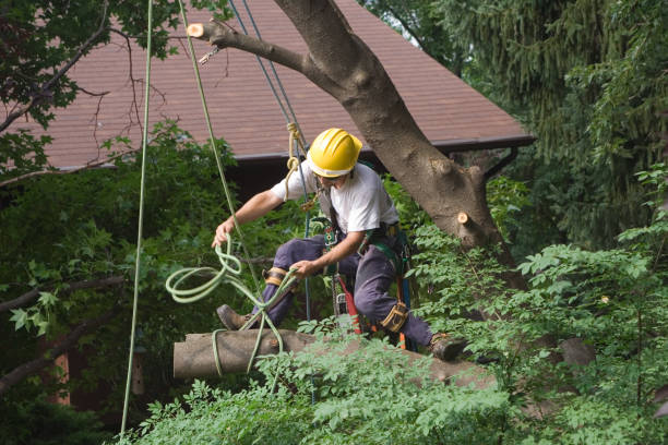 Best Tree Maintenance Programs  in San Carlos, AZ