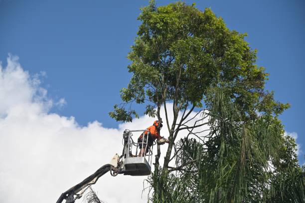 Best Tree Trimming and Pruning  in San Carlos, AZ