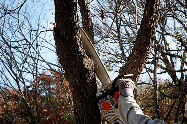 Best Lawn Maintenance Plans  in San Carlos, AZ